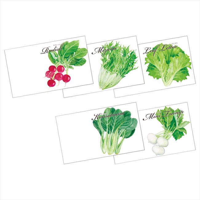 横型イラスト種子（1P） 野菜の種子 内祝 内祝い お祝 御祝 記念品 出産内祝い プレゼント 快気祝い 粗供養 引出物｜価格・送料・ポイント還元まとめ